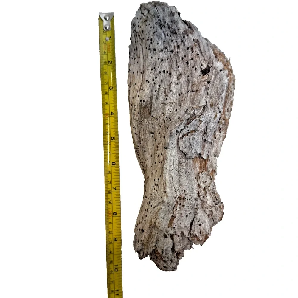 Set of 2 California Natural Driftwood Wavy Burlwood Terrarium Aquarium Craft
